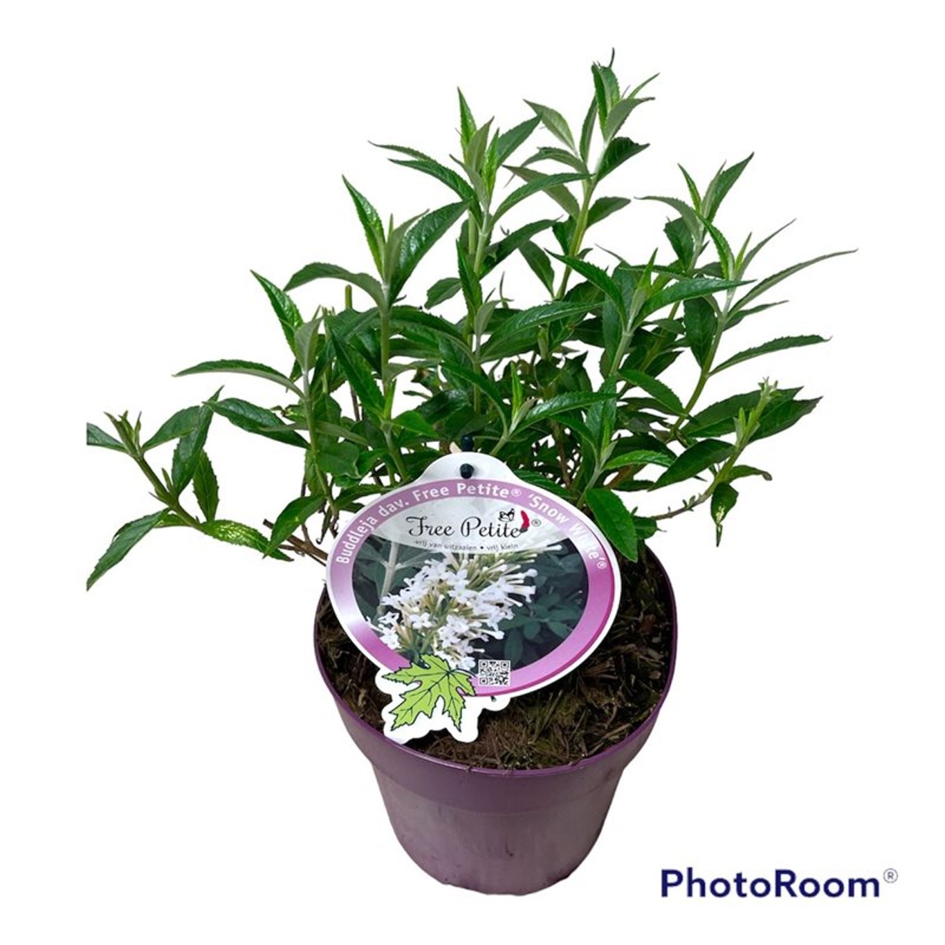 Buddleja Free Petite Snow White - C3
